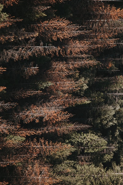 鸟瞰图摄影的森林
